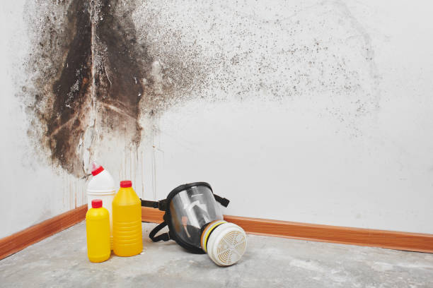 Best Affordable Mold Removal  in Mason, TX