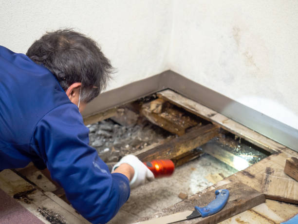Best Certified Mold Removal  in Mason, TX
