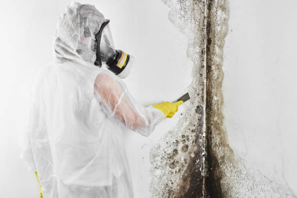 Best Affordable Mold Removal  in Mason, TX
