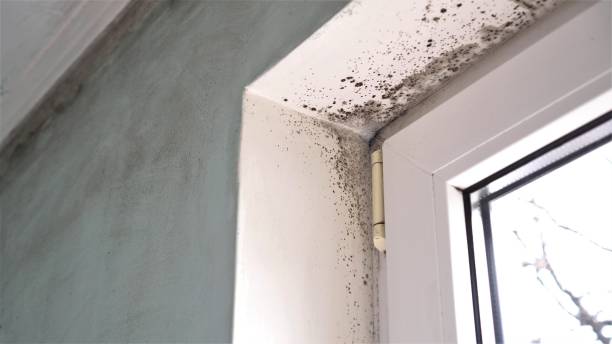 Best Home Mold Removal  in Mason, TX