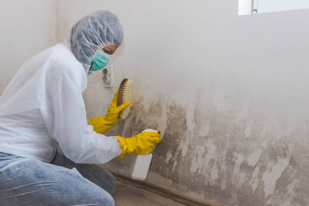 Best Mold Testing and Removal  in Mason, TX