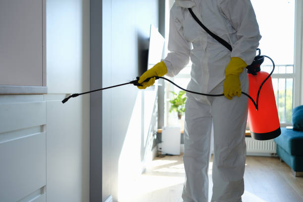 Best Local Mold Removal Service  in Mason, TX