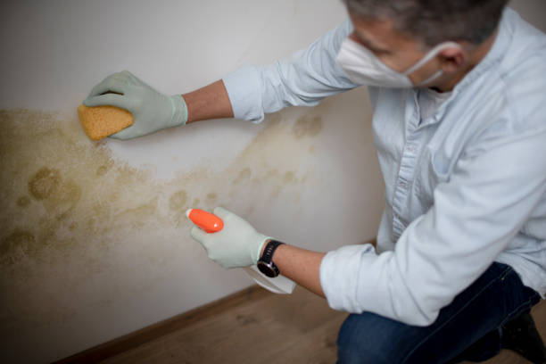 Best Affordable Mold Removal  in Mason, TX