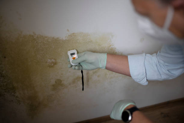 Best Black Mold Removal  in Mason, TX
