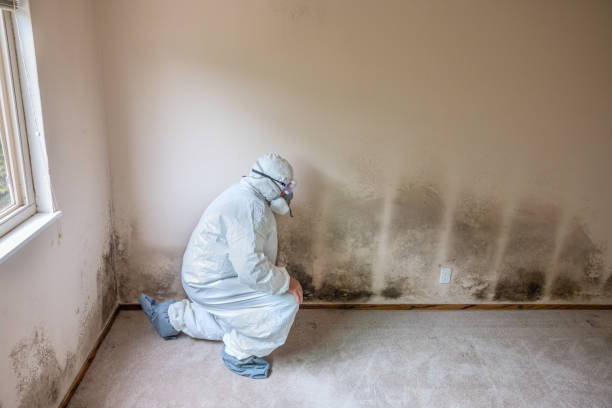 Best Mold Remediation  in Mason, TX