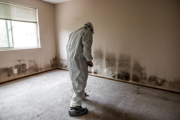 Attic Mold Removal in Mason, TX