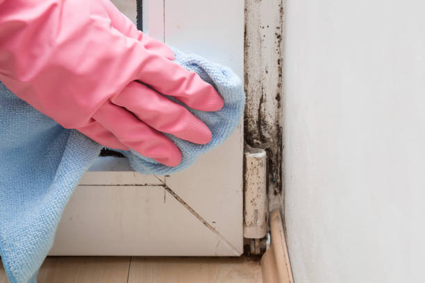 Best Mold Cleaning Services  in Mason, TX