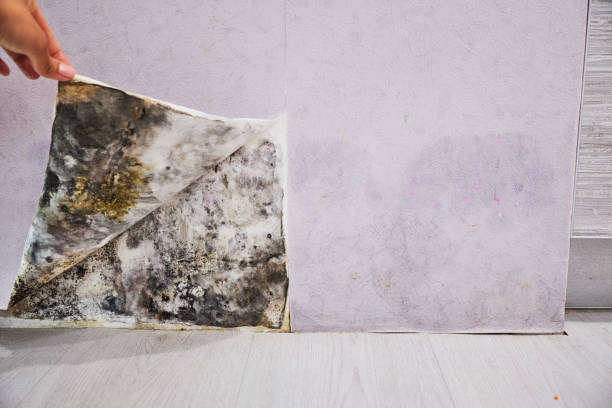 Best Mold Remediation Services  in Mason, TX